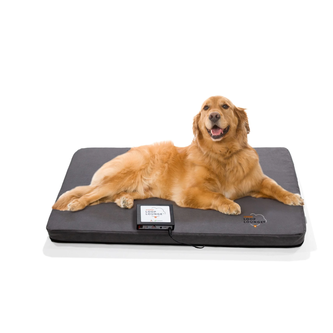 Assisi Large Lounge (23.25 x 32.5 in)